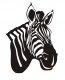 Zebra1
