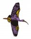 Gārnis 2