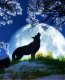 Vilks