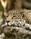 Leopards