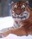 Tigeris1