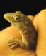 Reptilis