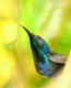 Kolibri