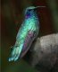Zilganzaļais kolibri